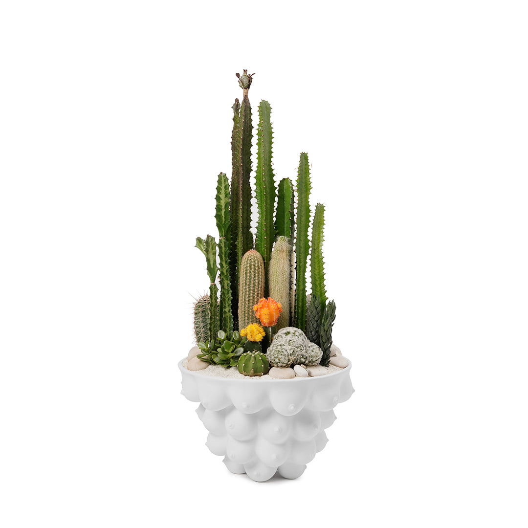 Jonathan Adler -  Georgia Centerpiece Bowl Garden