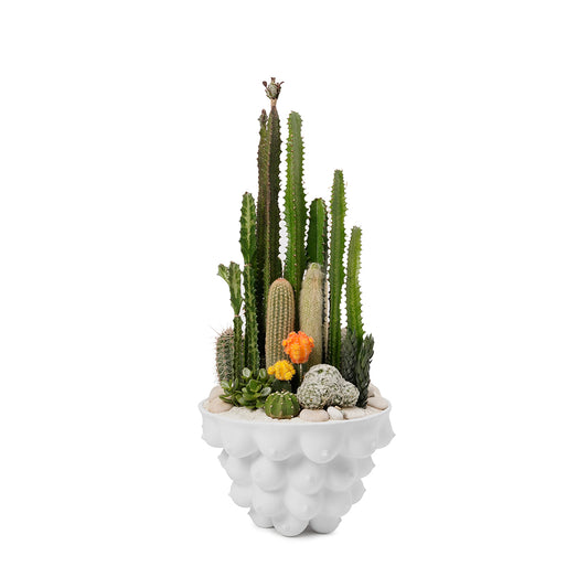 Jonathan Adler -  Georgia Centerpiece Bowl Garden