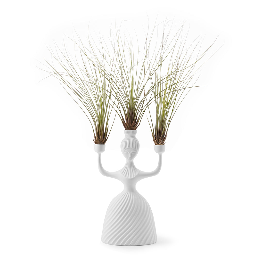 Jonathan Adler - Alba Candelabra (Juncea Airplants)