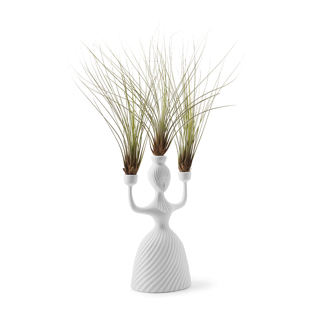 Jonathan Adler - Alba Candelabra (Juncea Airplants)