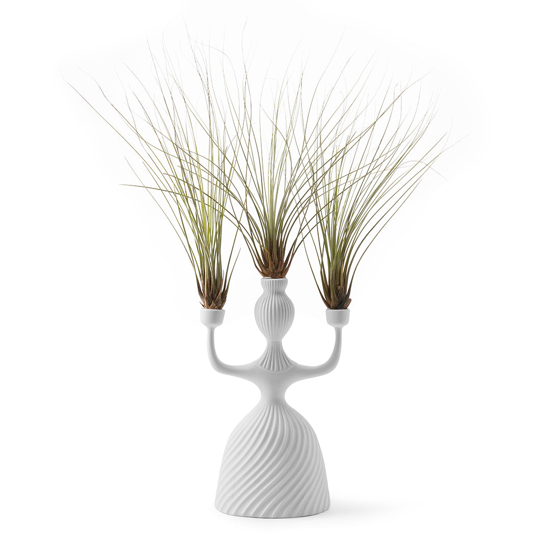 Jonathan Adler - Alba Candelabra (Juncea Airplants)