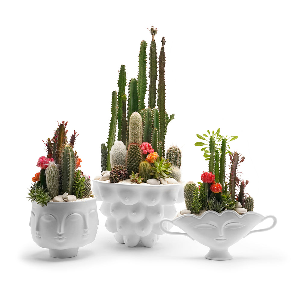 Jonathan Adler Centerpiece Bowl Garden PLANT THE FUTURE