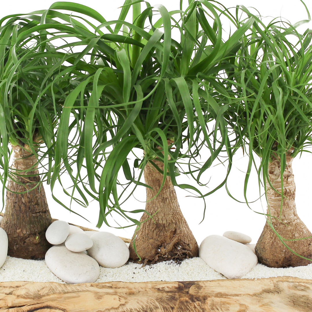 Natural Wood Trough - Ponytail Palms