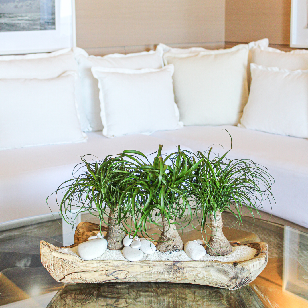 Natural Wood Trough - Ponytail Palms