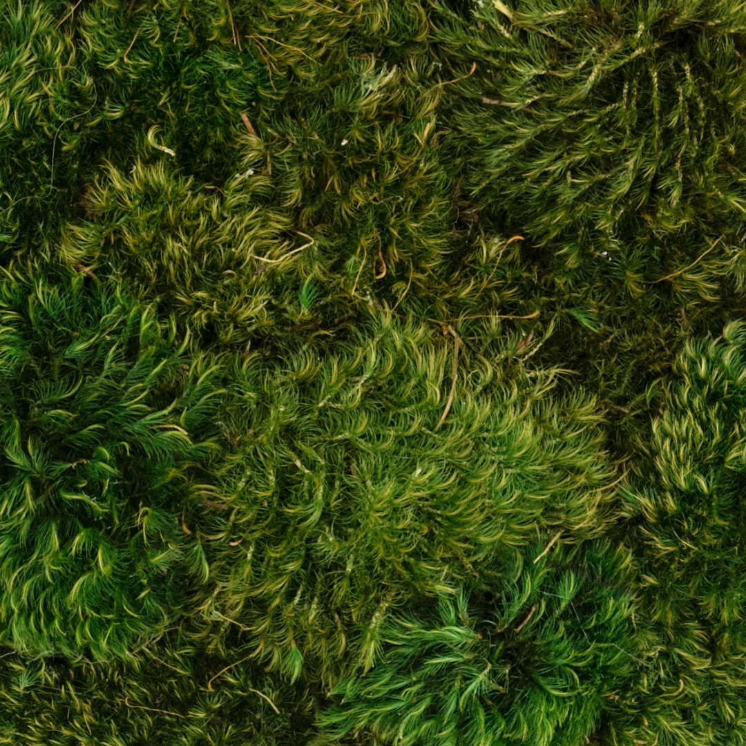 Moss Art - "Golden Ratio" (4' x 6')