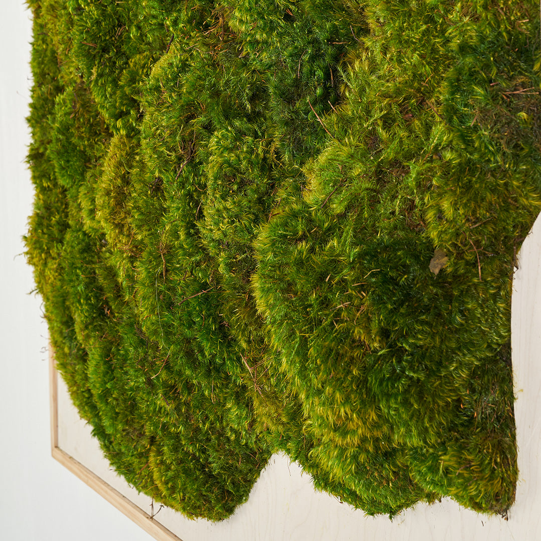 Moss Art - Abstract Series No. 030 (4' x 4') 