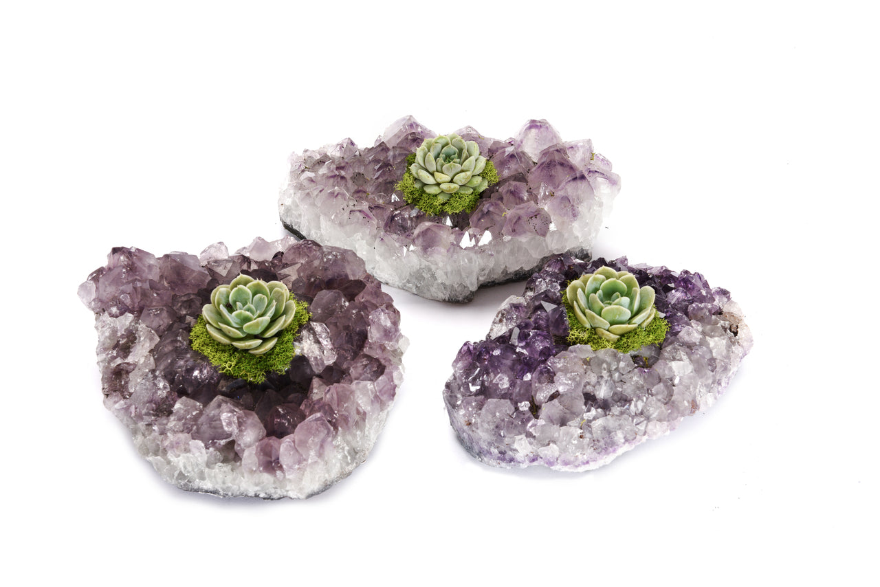 Amethyst Crystal with Succulent (5" W x 5" H)