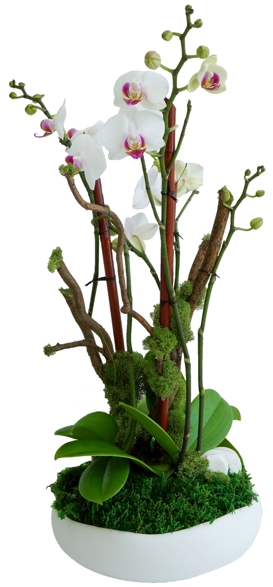 Sydney Small - Mini Triple Orchids (8.5"D x 21"H)