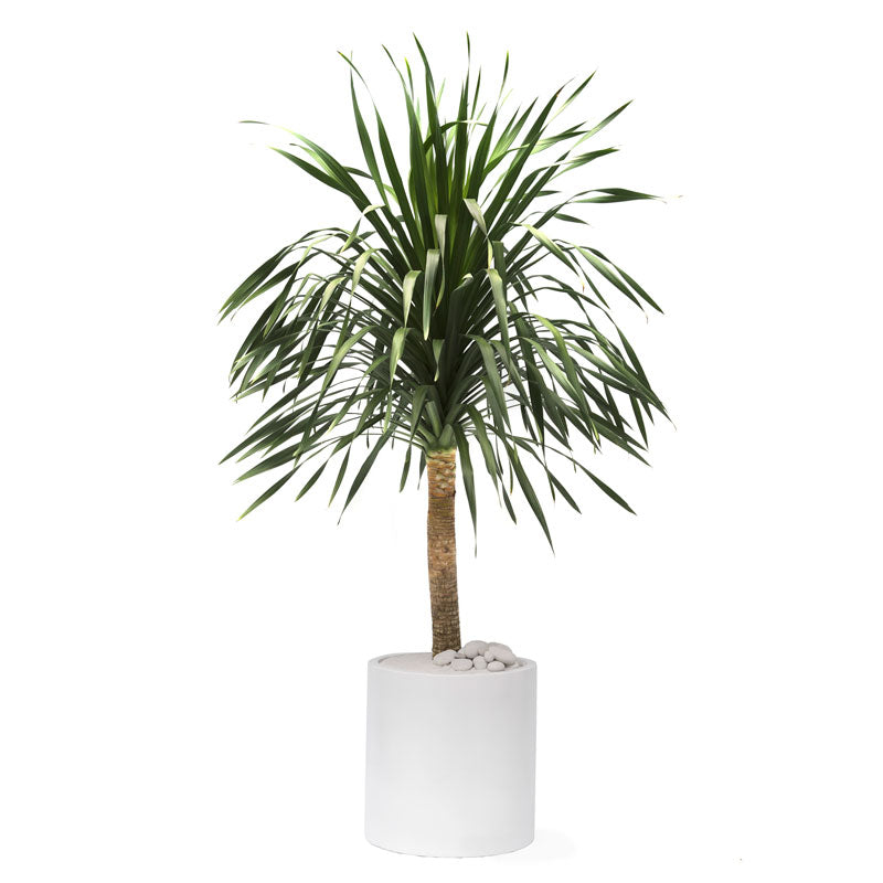 Milano Cylinder Small White – Dracaena Arborea