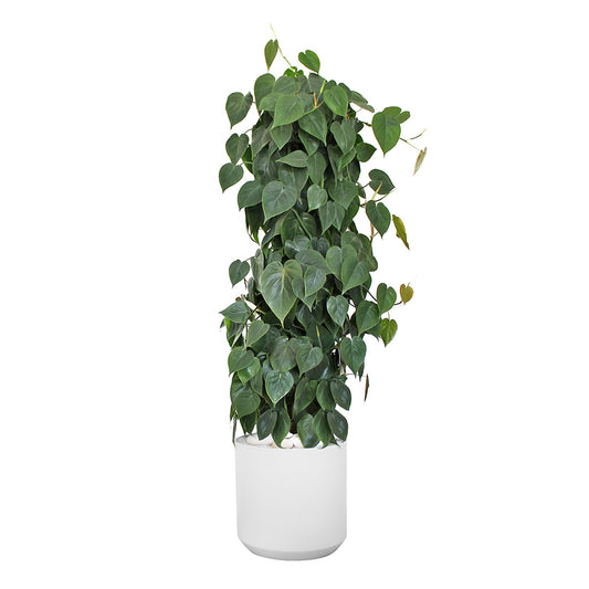 Germany White XL – Heart Leaf Philodendron Totem