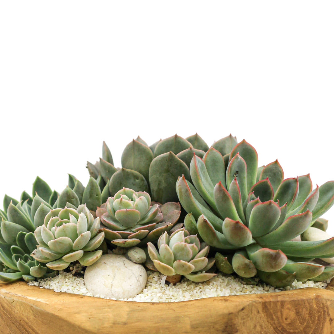 Natural Wood Bowl Mini -  Succulents