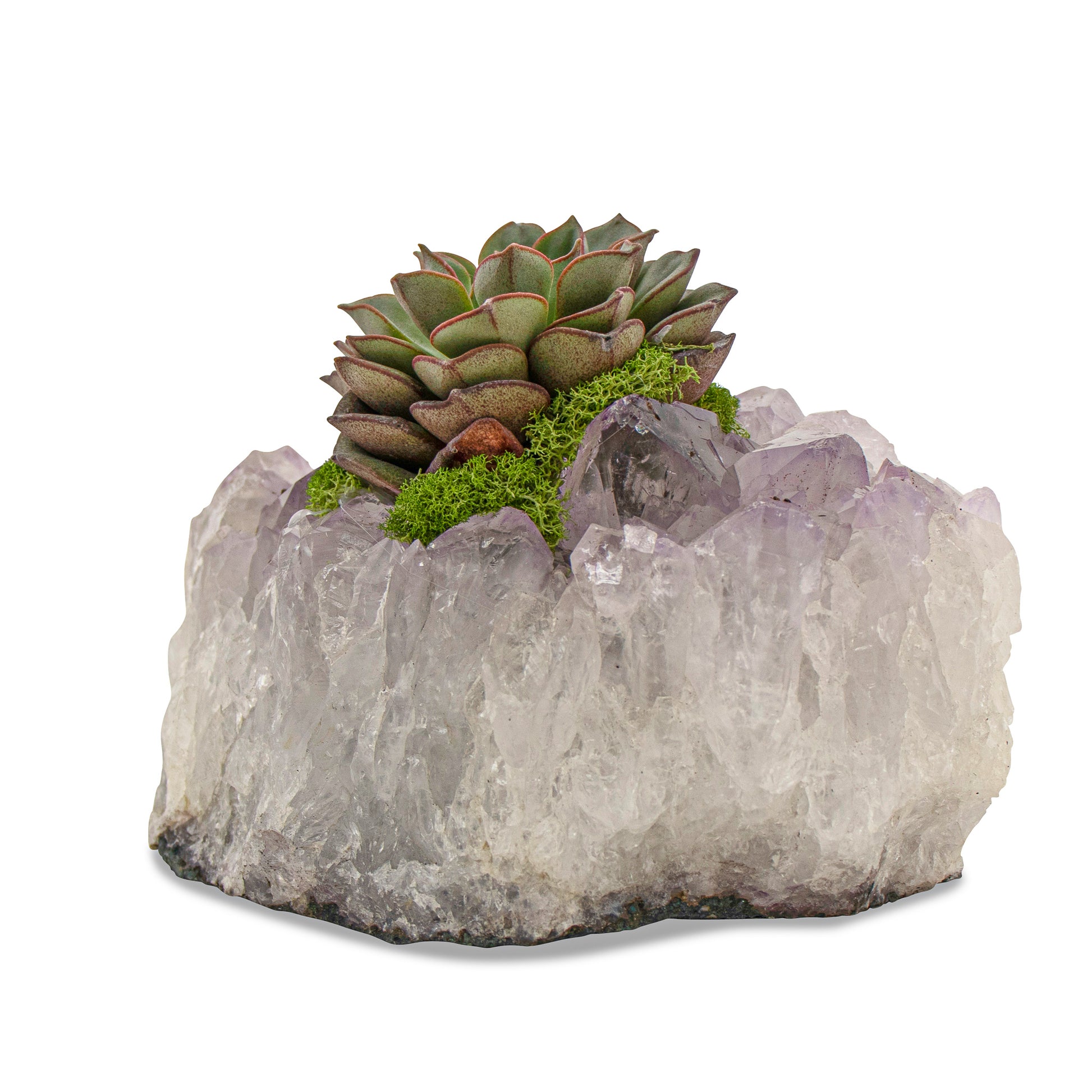 crystal succulent planter Amethyst Crystal Garden – PLANT THE FUTURE