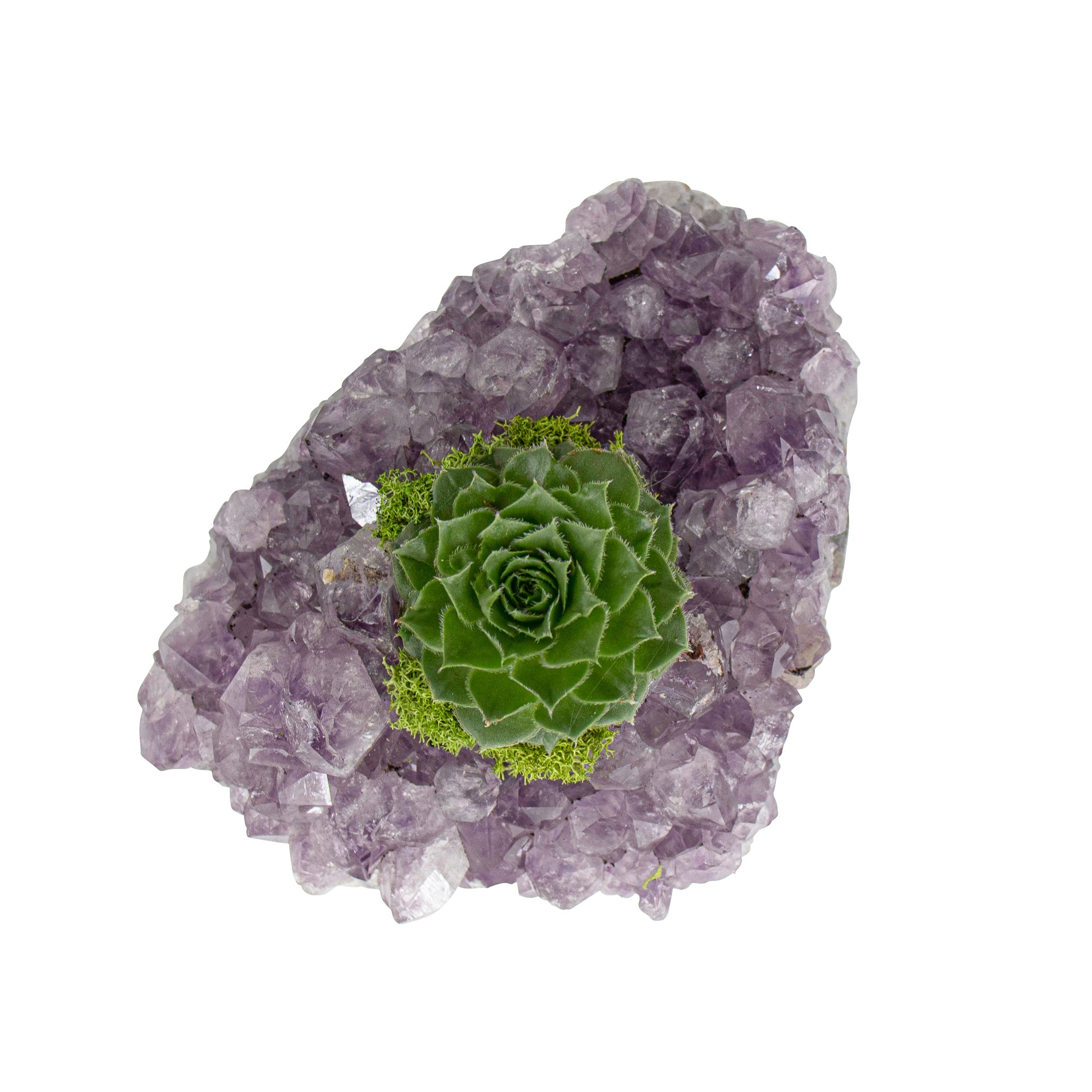 Amethyst Crystal with Succulent (5" W x 5" H)