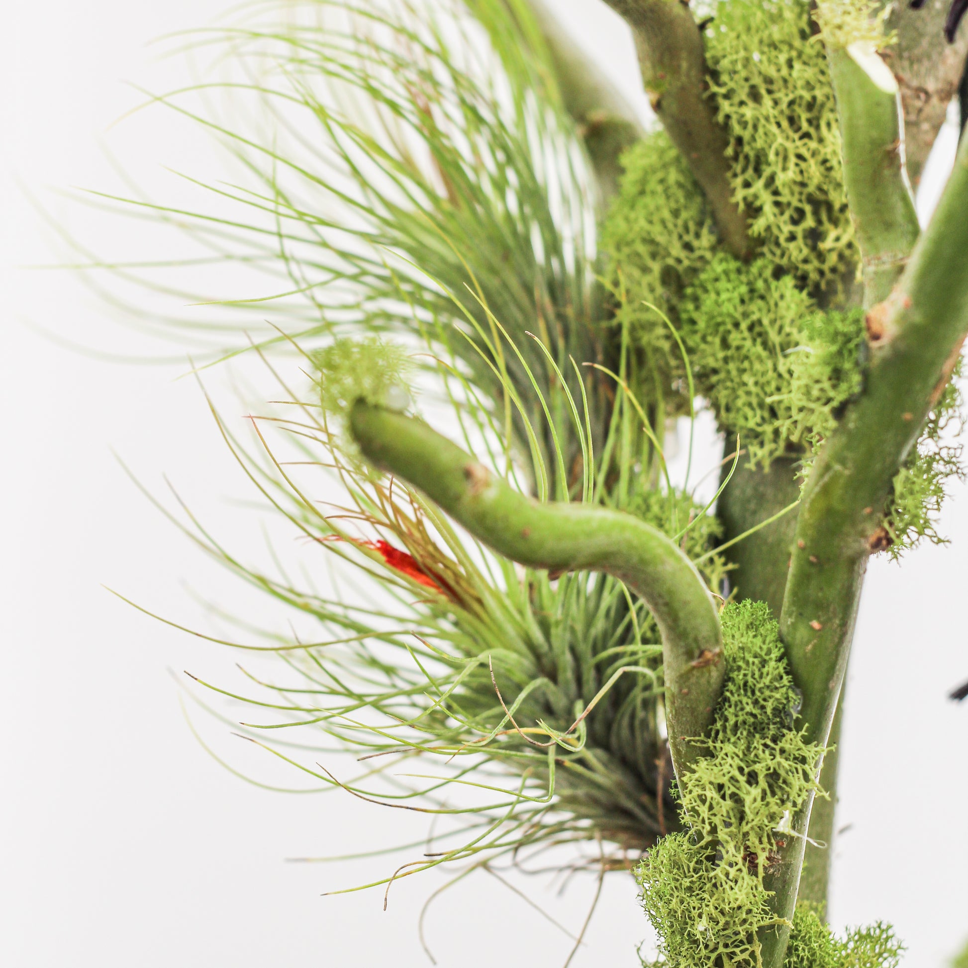 Germany Round Large -  Five Phalaenopsis Orchids (30" H x 8.5" D)