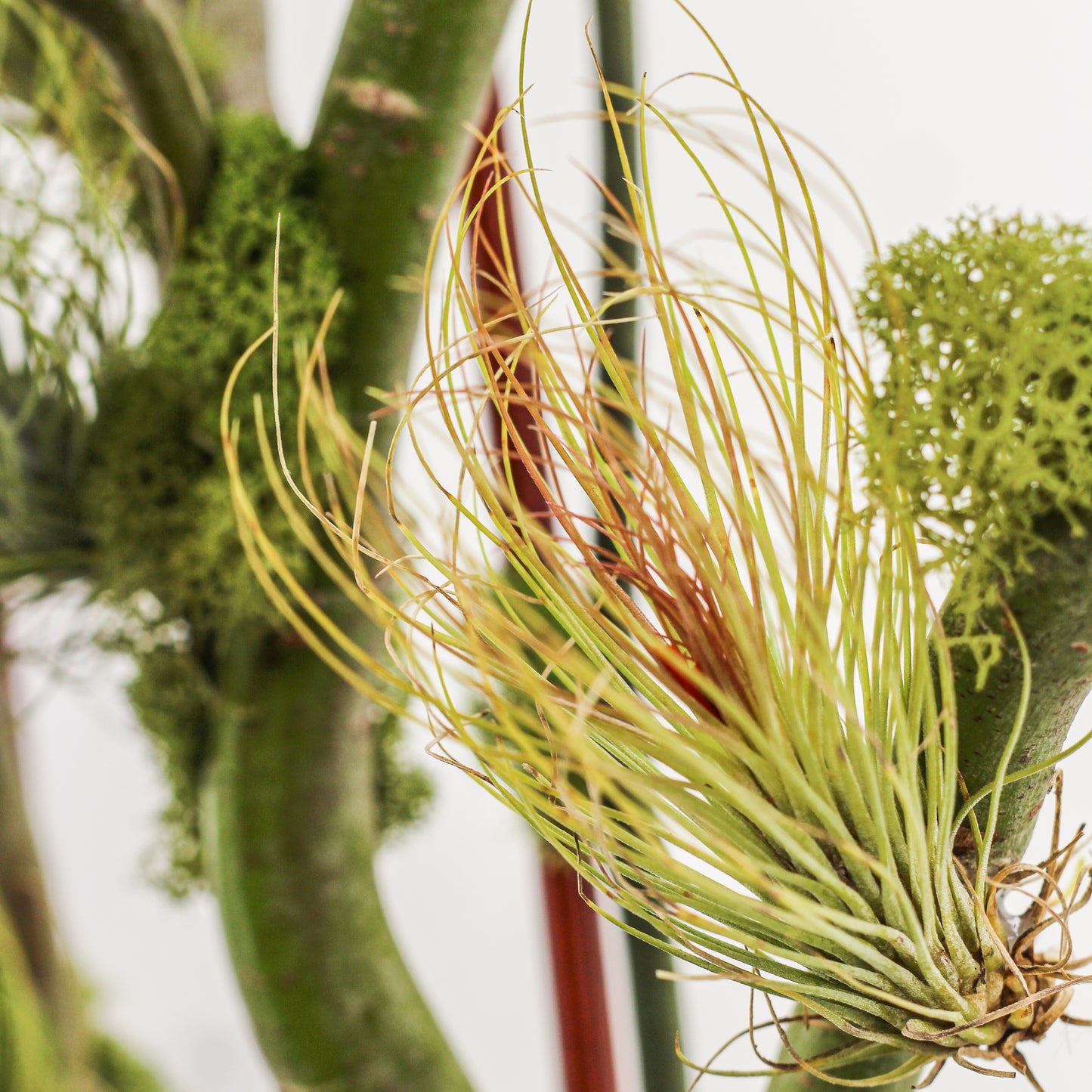 Germany Round Large -  Five Phalaenopsis Orchids (30" H x 8.5" D)