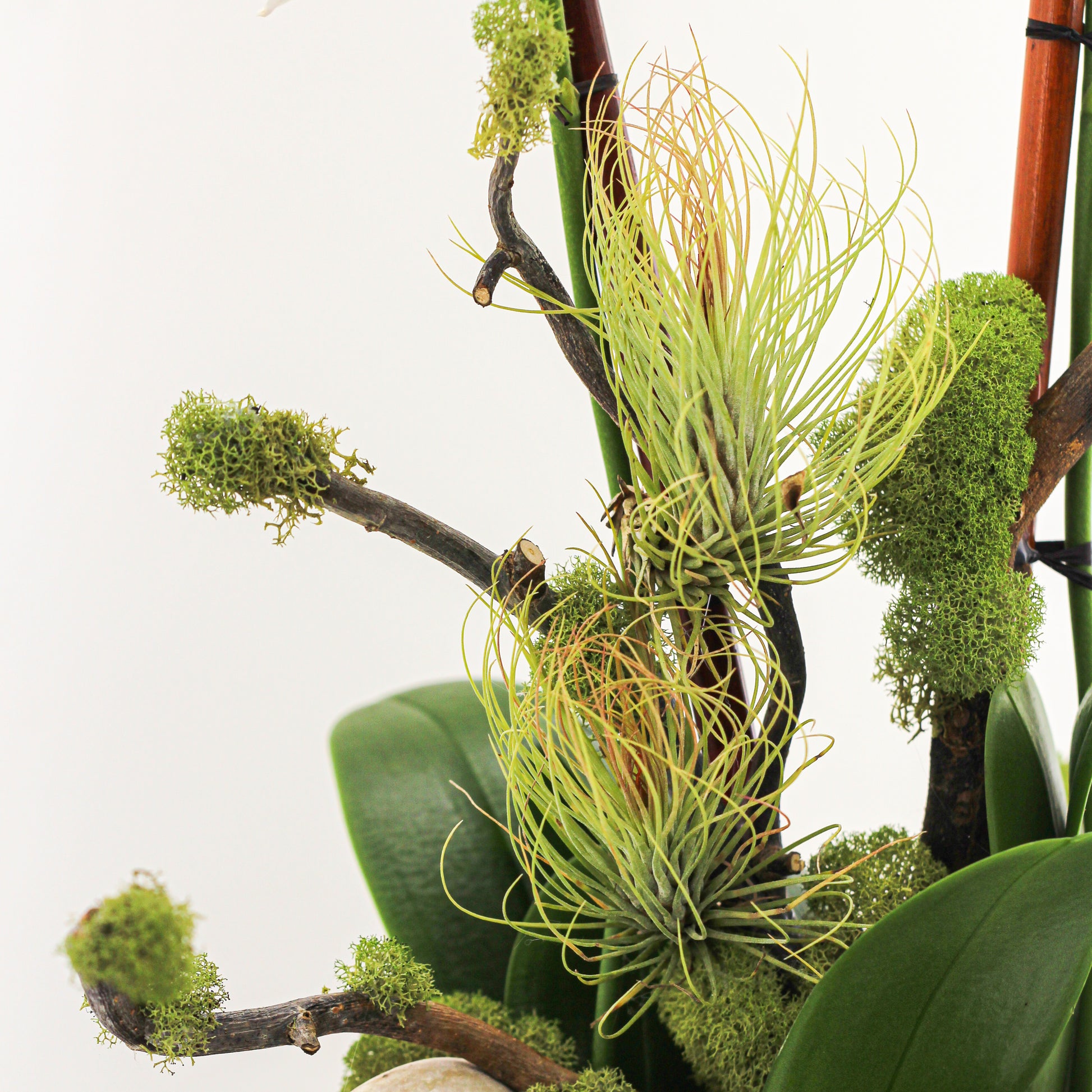 Sydney Large - Five Orchids (29.5" H x 16.5" D)