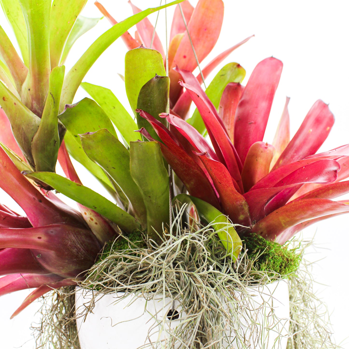 Germany Small Hanging - Bromeliads (6"H x 8"D)