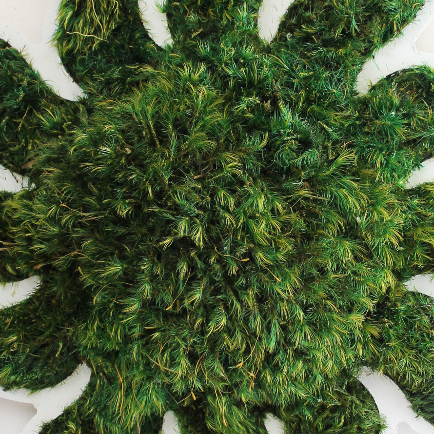 Sun - Moss Wall Decor