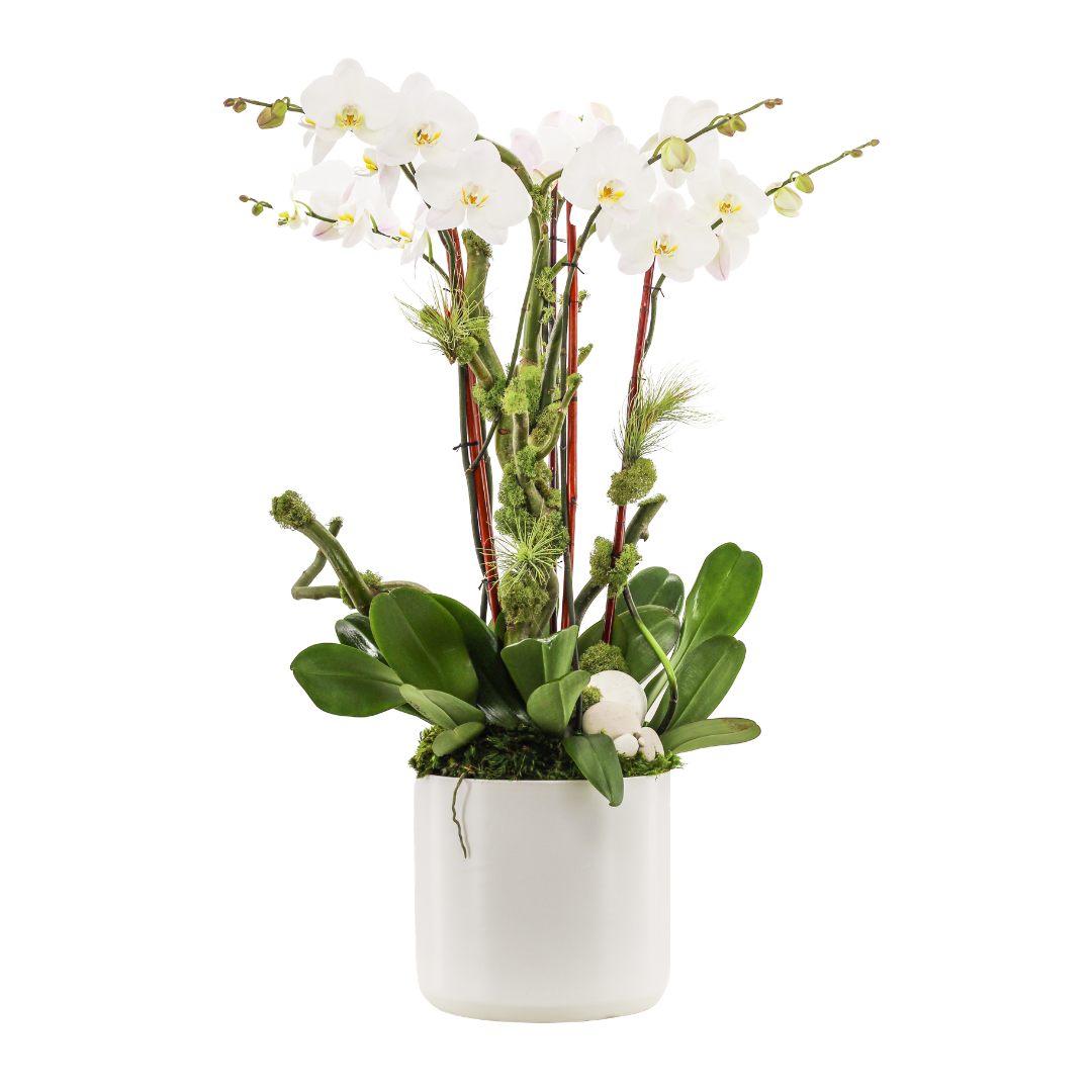 Germany Round Large -  Five Phalaenopsis Orchids (30" H x 8.5" D)