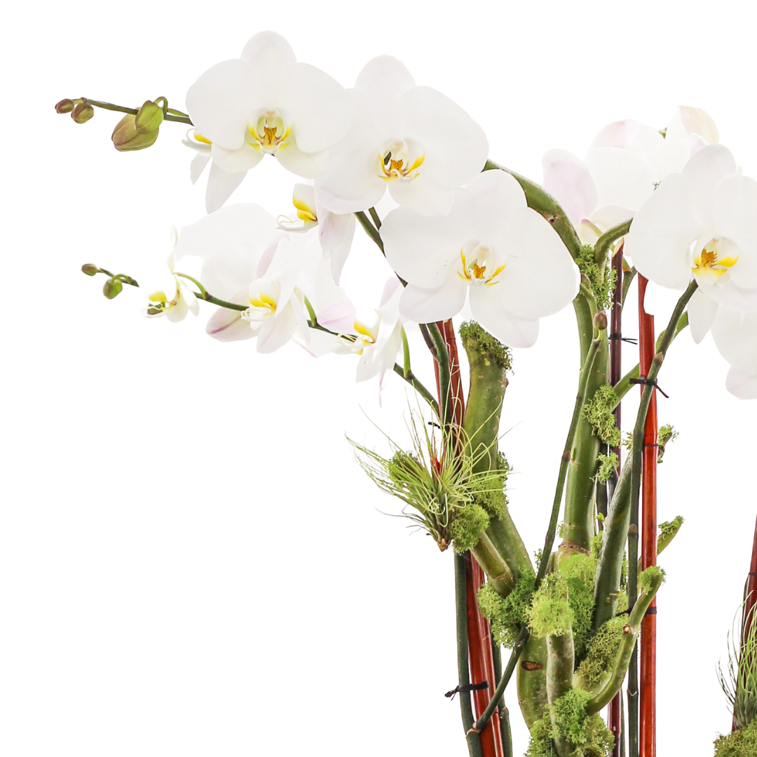 Germany Round Large -  Five Phalaenopsis Orchids (30" H x 8.5" D)