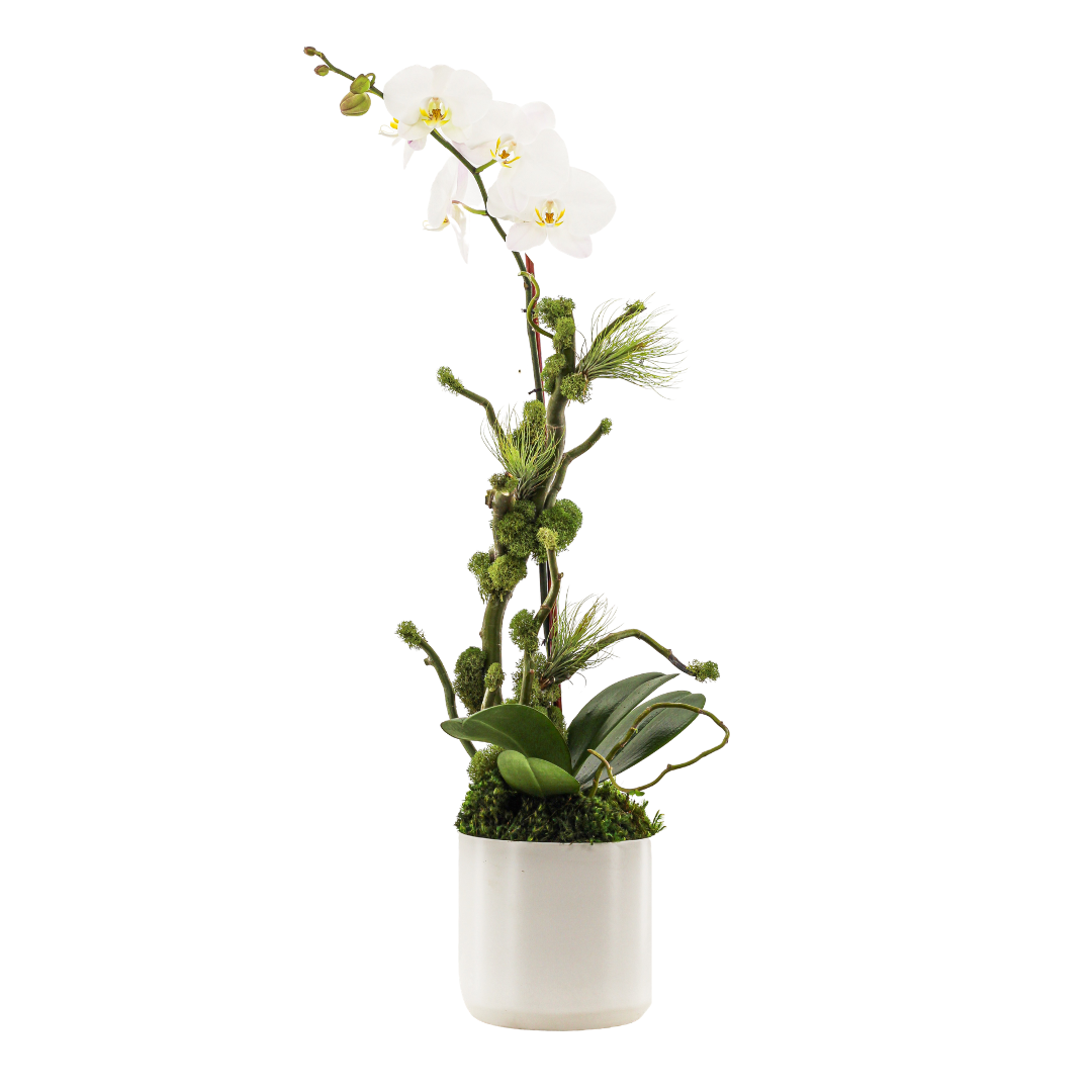 Germany Round Small - Single Phalaenopsis Orchid (30" H x 7" D) 