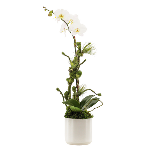 Germany Round Small - Single Phalaenopsis Orchid (30" H x 7" D) 