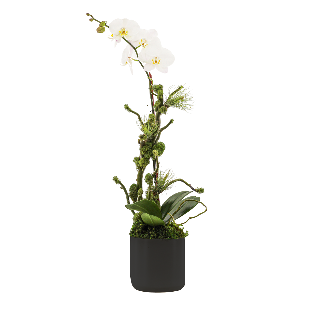 Germany Round Small - Single Phalaenopsis Orchid (30" H x 7" D) 