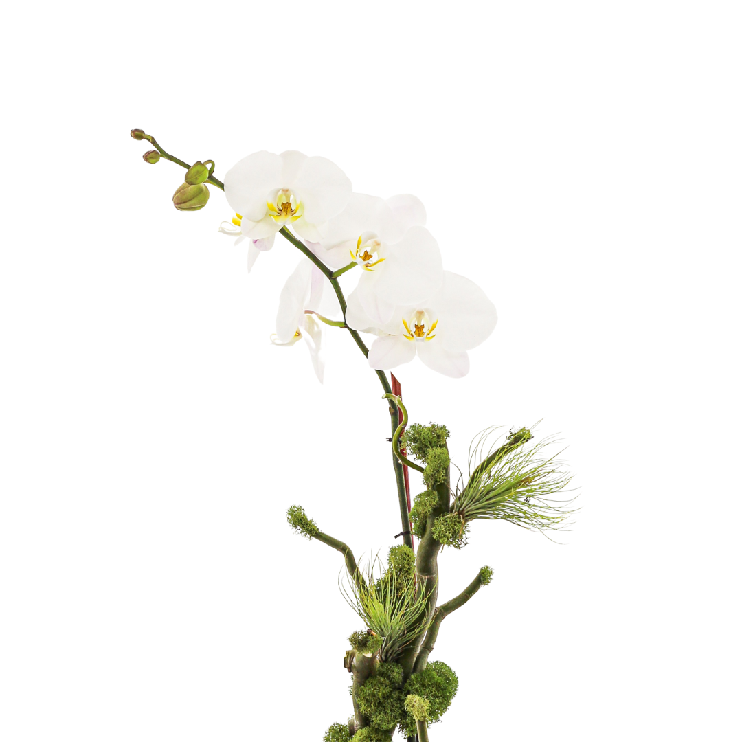 Germany Round Small - Single Phalaenopsis Orchid (30" H x 7" D) 