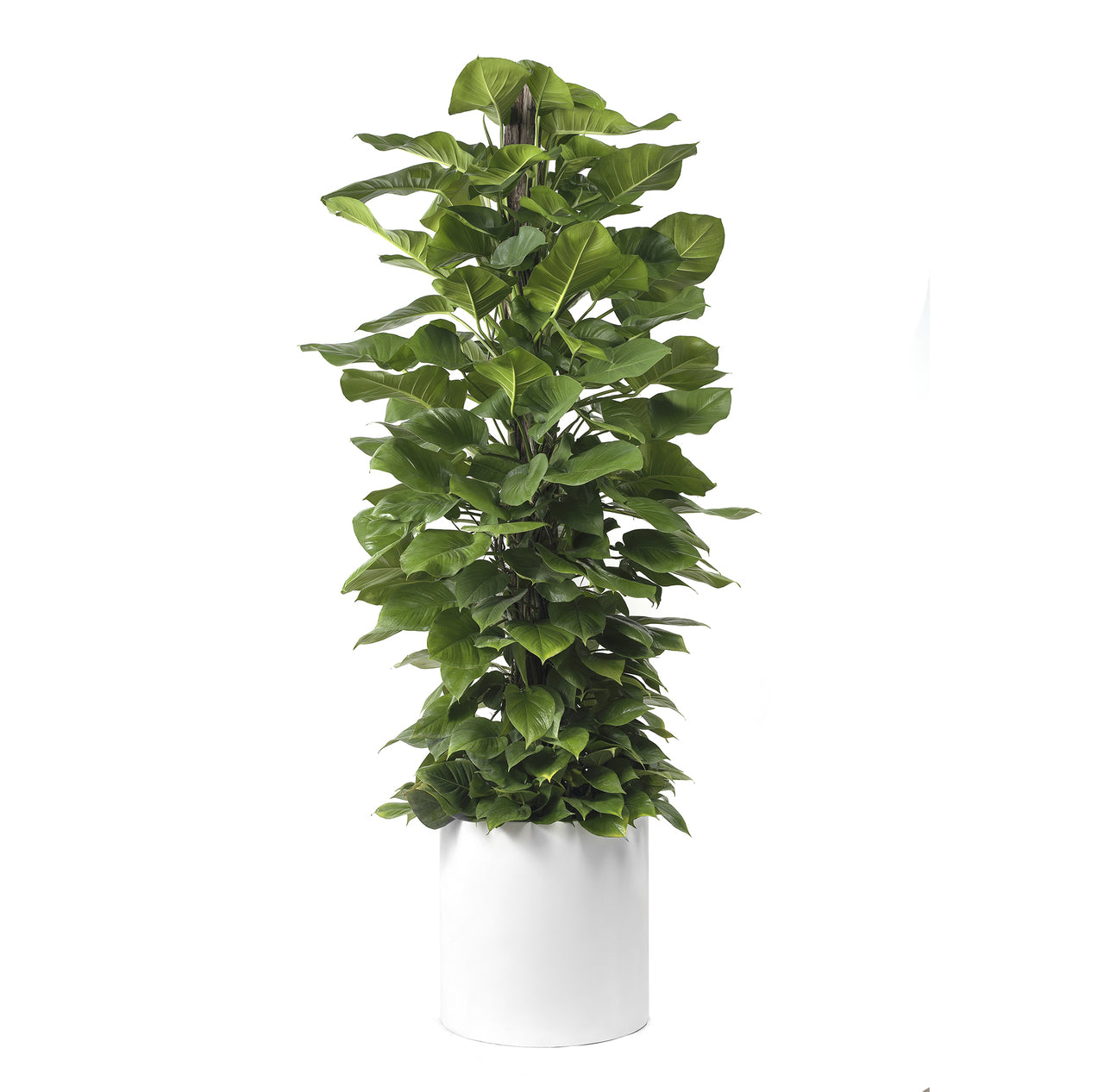 Milano Cylinder Small White – Epipremnum Aureum ‘Jade’  (Jade Pothos Totem)