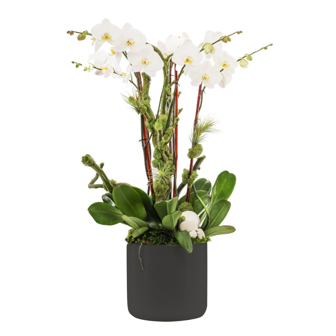 Germany Round Large -  Five Phalaenopsis Orchids (30" H x 8.5" D)