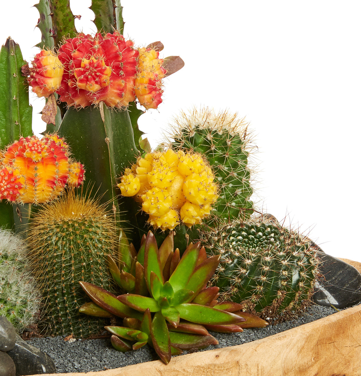 Natural Wood Low Bowl - Garden