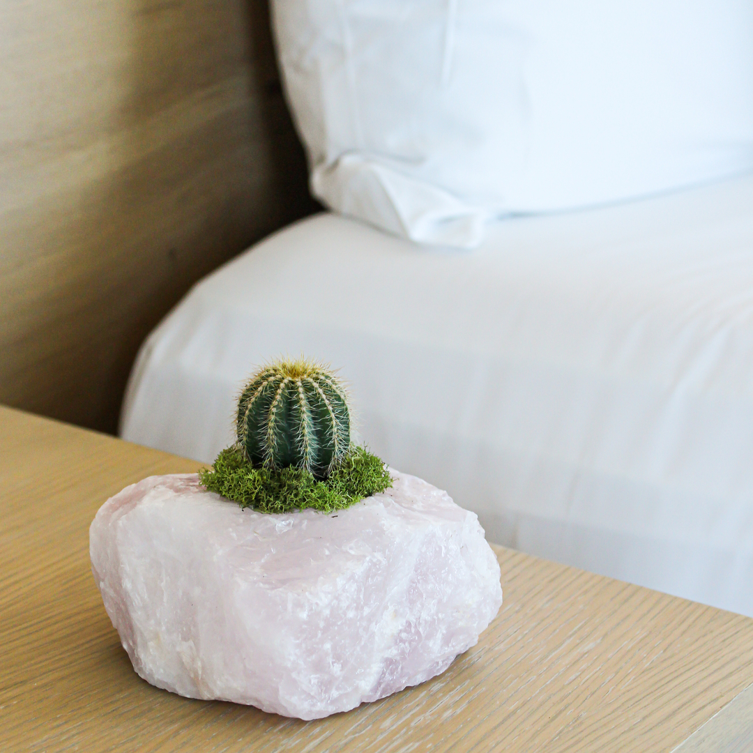 Rose Quartz with Cactus (5" H x 5" W)