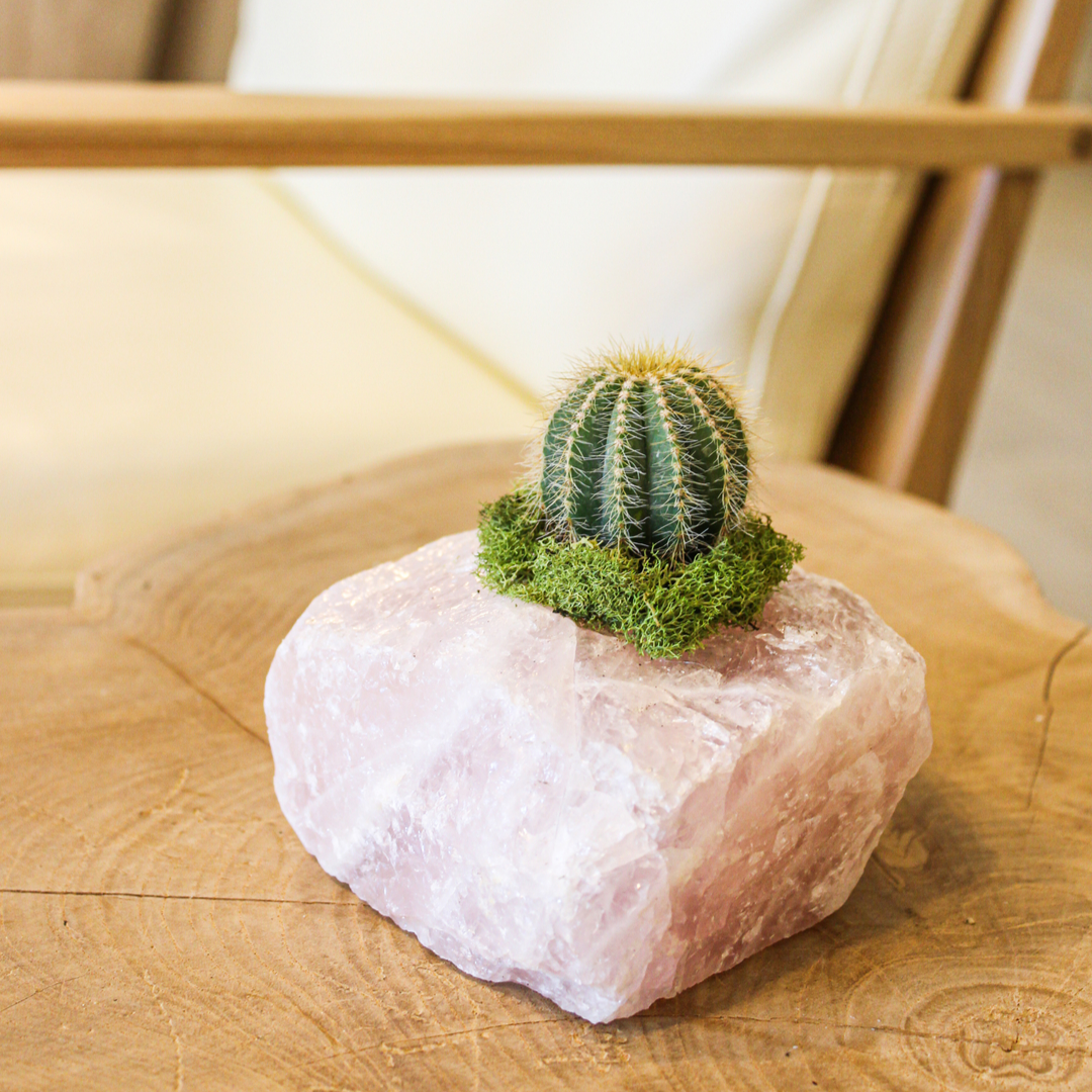 Rose Quartz with Cactus (5" H x 5" W)