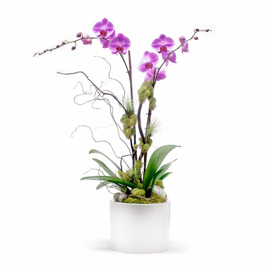 Germany Round Medium White - Double Phalaenopsis Orchids (Flower Color: White or other)