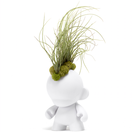 Munny Small Mohawk - Small Juncea Airplants (14" H x 5" W)