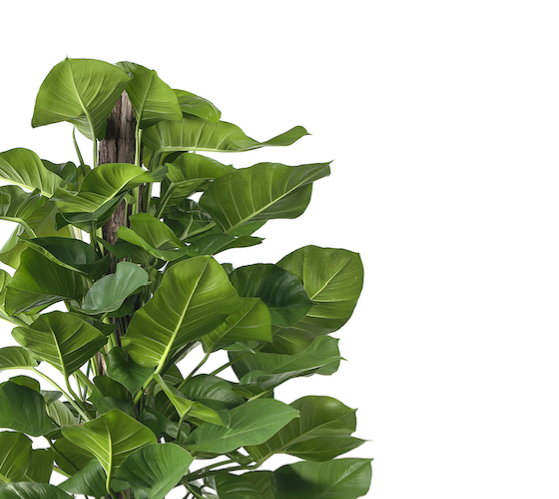 Milano Cylinder Small White – Epipremnum Aureum ‘Jade’  (Jade Pothos Totem)