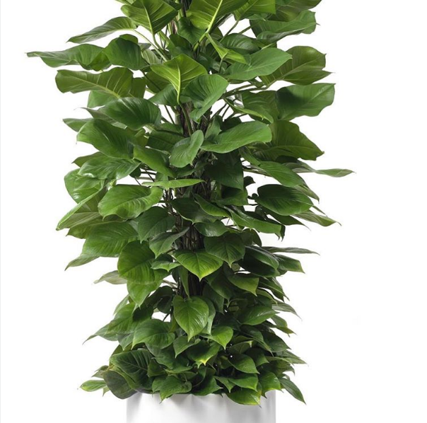 Milano Cylinder Small White – Epipremnum Aureum ‘Jade’  (Jade Pothos Totem)