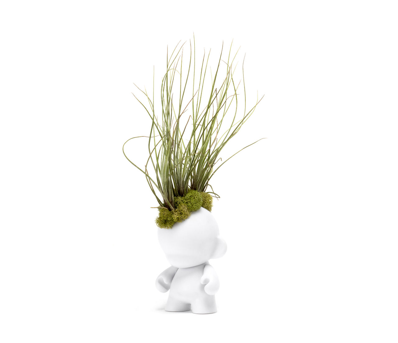 Munny Small Mohawk - Small Juncea Airplants (14" H x 5" W)