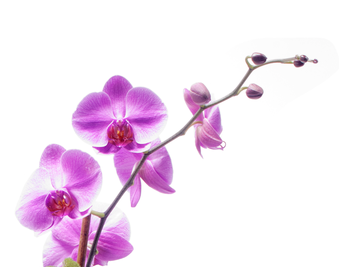 Germany Round Medium White - Double Phalaenopsis Orchids (Flower Color: White or other)