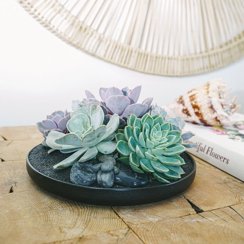 porcelain succulents Porcelain Dish Succulent Garden