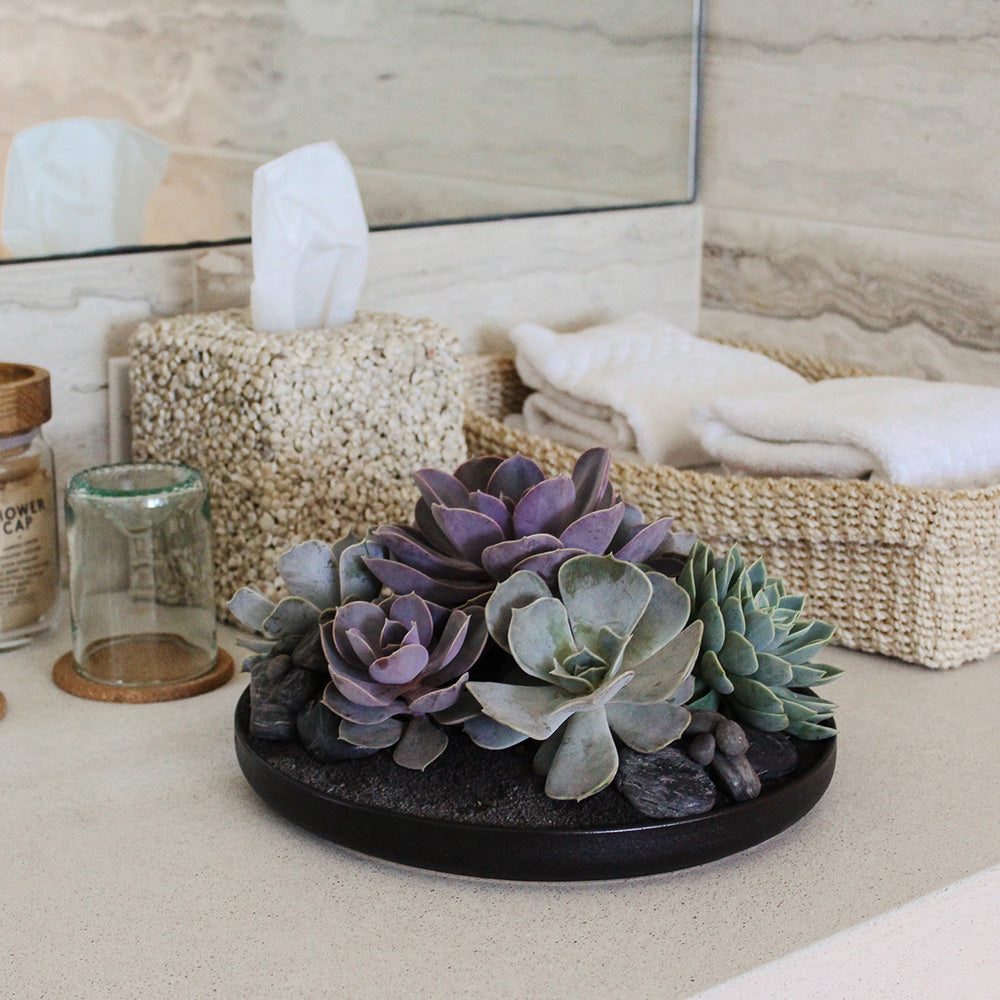 porcelain plant succulent Porcelain Dish Succulent Garden