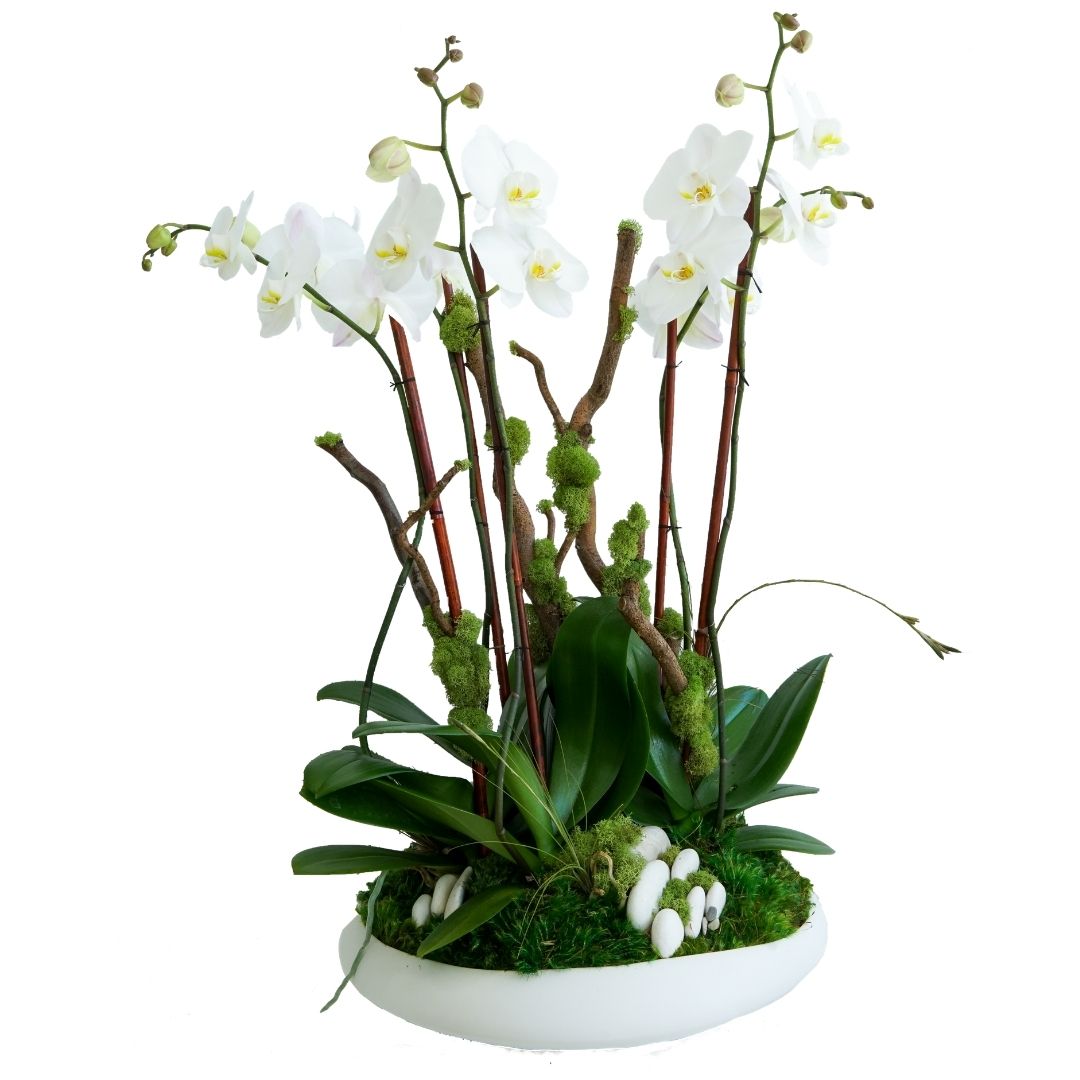 Sydney Large - Five Orchids (29.5" H x 16.5" D)