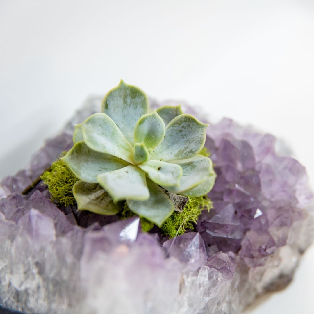 Amethyst Crystal with Succulent (5" W x 5" H)