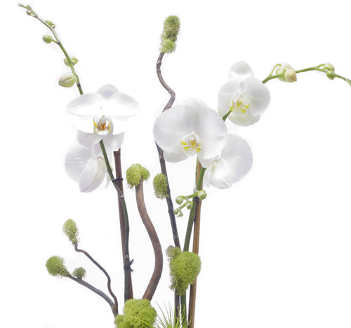Germany Cylinder Medium Black - Double Stem Phalaenopsis Orchid Arrangement