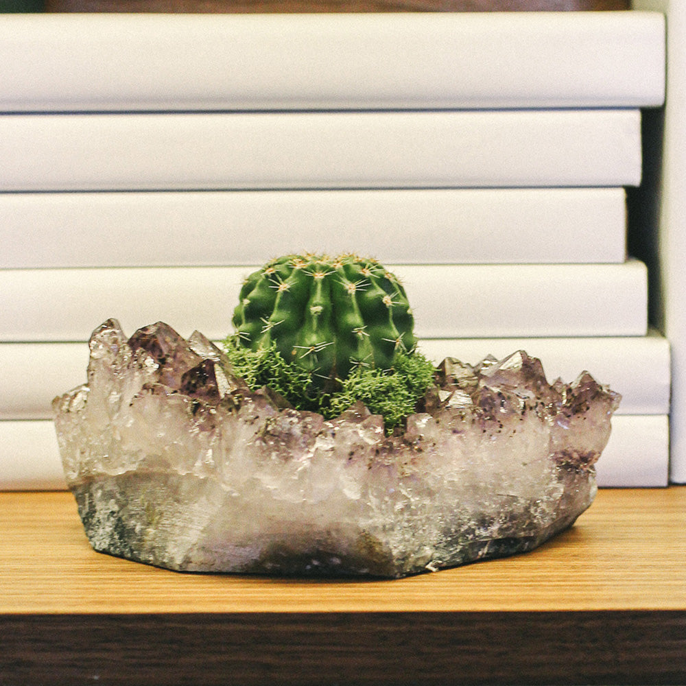 Amethyst Crystal with Cactus (5" H x 5" W)