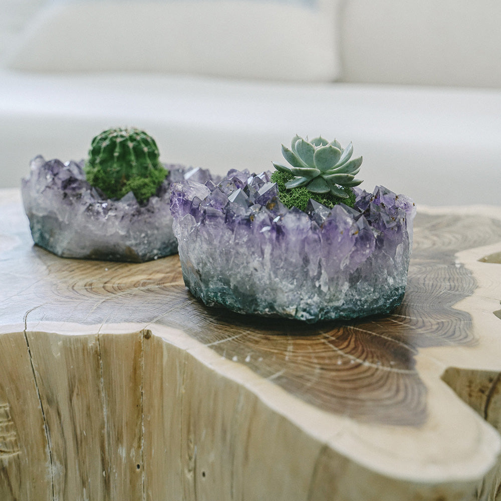 Amethyst Crystal with Succulent (5" W x 5" H)