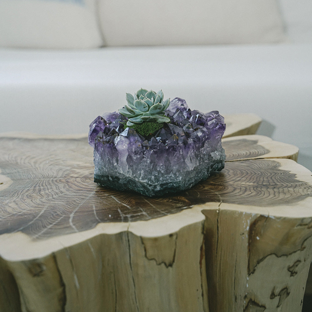 Amethyst Crystal with Succulent (5" W x 5" H)