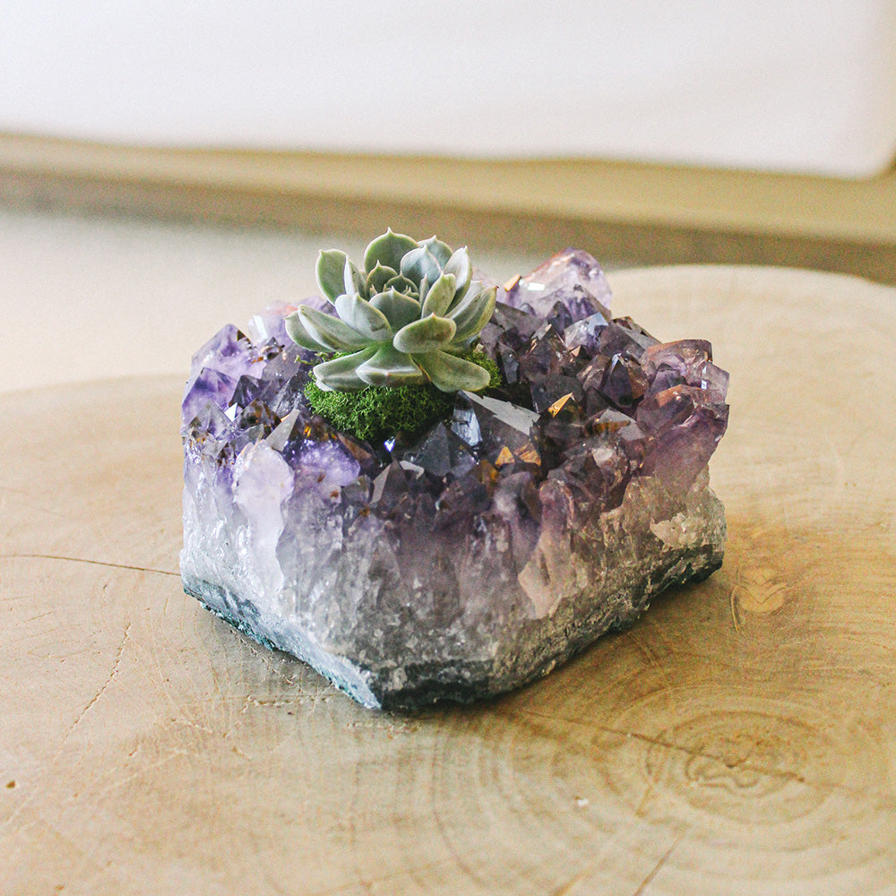 Amethyst Crystal with Succulent (5" W x 5" H)