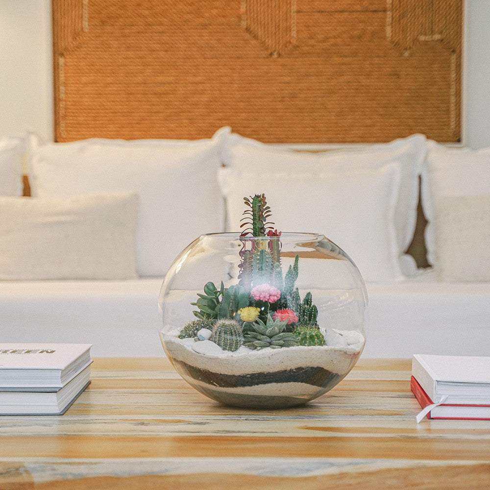 Fishbowl Terrarium - White – PLANT THE FUTURE