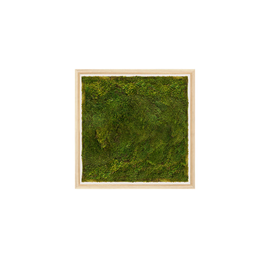 Moss Art - Solid Series (2' x 2')